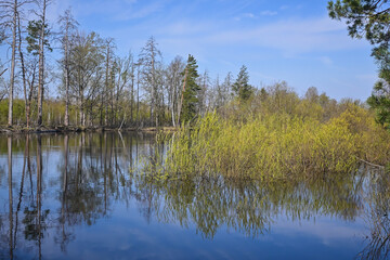 Spring day on the forest river.