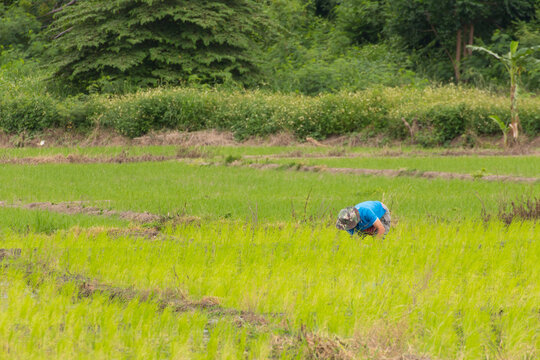 Thai farmer in rice field