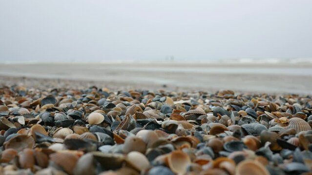 Coast of the North Sea. In the foreground, in focus, a lot of multi-colored shells. In the blurred background, sea waves and people walking along the shore on a cloudy spring day. Static shot.