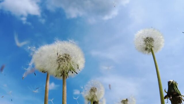 Dandelion Seeds Flying On A Windy Day With Blue Sky In The Background. - low angle