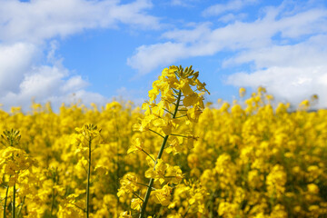 Obraz premium Rapeseed flowers field. Blooming rape on blue sky with clouds in spring sunny day.