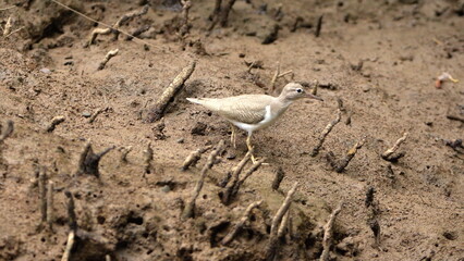 Spotted sandpiper (Actitis macularius) on the mud bank of a mangrove forest in the Tamarindo...
