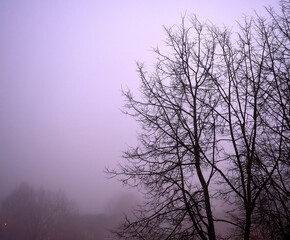 Fog covering tree branches without leafs at the evening.