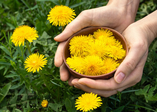 Human hands hold a clay pot full of common dandelion flowers among the meadow of blooming blowball, close-up, Taraxacum officinale, selected focus.