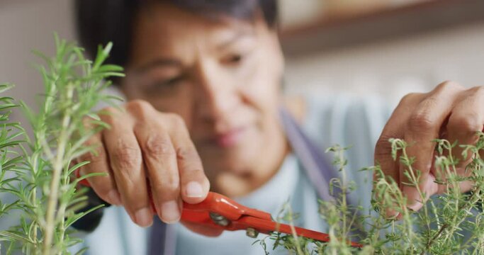 Asian senior woman cutting rosemary herb branches by scissors in the kitchen at home
