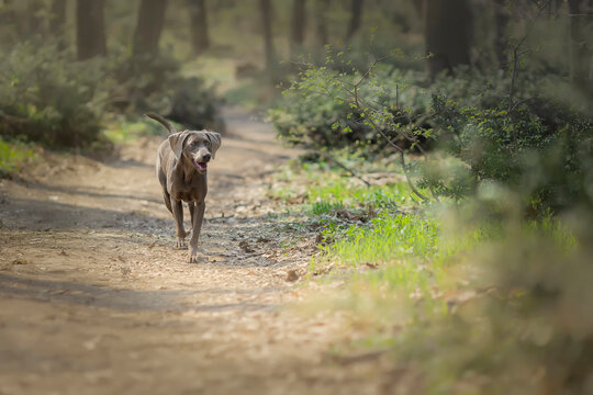 Weimaraner dog is running on path in forest