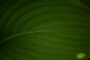 green leaf texture