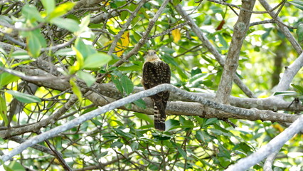 Fototapeta premium Yellow-headed caracara (Milvago chimachima) perched in a tree in the Tamarindo Wildlife Refuge, Tamarindo, Costa Rica