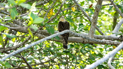Yellow-headed caracara (Milvago chimachima) perched in a tree in the Tamarindo Wildlife Refuge, Tamarindo, Costa Rica