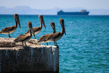 pelicanos