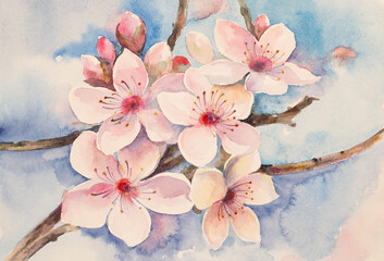 cherry blossom branch - 507327709