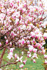 Close-up blooming magnolia tree flowers in spring garden.