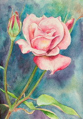 delicate rose flower - 507328171