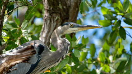 Close up of a great blue heron (Ardea Herodias) perched in a tree in the mangrove forest in the Tamarindo Wildlife Refuge, Tamarindo, Costa Rica