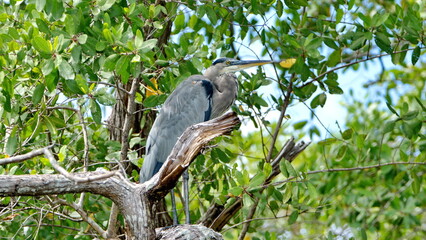 Great blue heron (Ardea Herodias) perched in a tree in the mangrove forest in the Tamarindo Wildlife Refuge, Tamarindo, Costa Rica