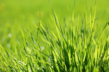 Light green grass in sunlight, blurred background. Fresh spring or summer nature, sunny meadow