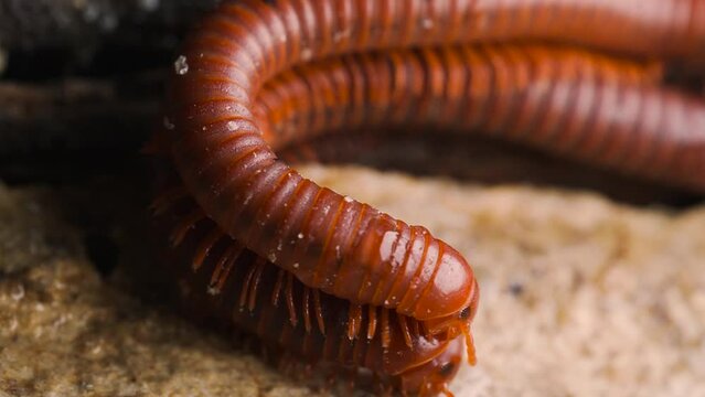 Millipede make love above ground. Wood and concrete. Wildlife or insect have a couple.