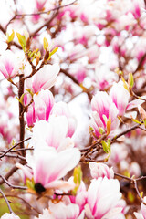 Close-up flowers of flowering magnolia tree. Beautiful background