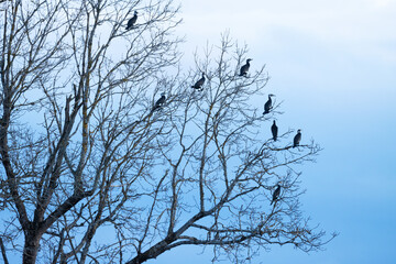 Group of Great cormorants, Phalacrocorax carbo perched on a large tree