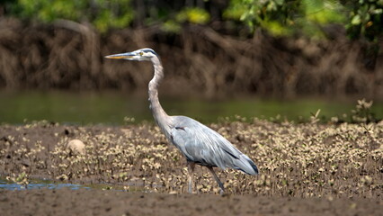 Great blue heron (Ardea Herodias) on a mud bank in the mangrove forest in the Tamarindo Wildlife...