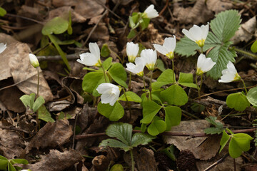 Common wood sorrel, Oxalis acetosella blooming on a late spring evening in Estonian boreal forest	
