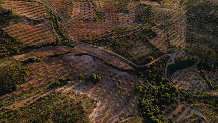 Zenithal drone view of mosaic crop mosaic of olive groves in extensive and intensive agriculture