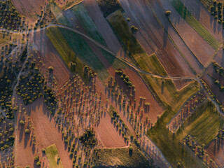 Zenithal drone view of mosaic crop mosaic of olive groves in extensive and intensive agriculture