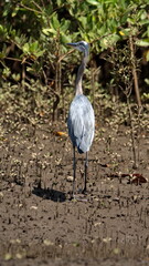 Great blue heron (Ardea Herodias) on a mud bank in the mangrove forest in the Tamarindo Wildlife Refuge, Tamarindo, Costa Rica