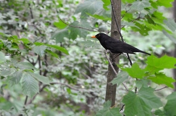 Blackbird  starling (male) sits on the branch of maple tree. Wild birds outdoors photo.   
