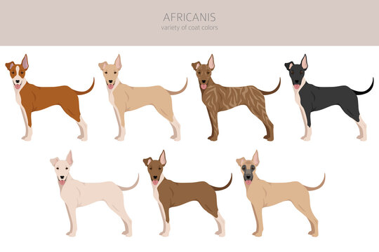 Africanis clipart. Different poses, coat colors set