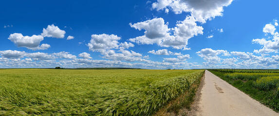 path way in the fields