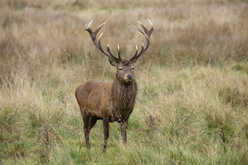 Naklejka na ściany i meble Scottish red deer stag cervus elaphus isolated from the background during the autumn rut