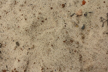 Sand with small stones and dry branches. Textured ground, brown background.