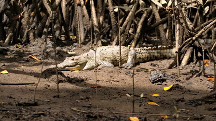 American crocodile (Crocodylus acutus) on the muddy bank in a mangrove forest, in the Tamarindo Wildlife Refuge, Tamarindo, Costa Rica