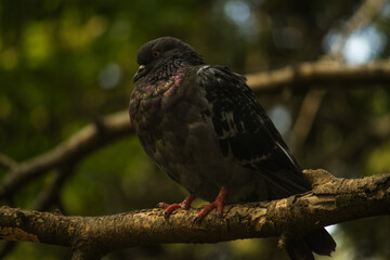 bird