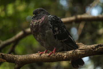 bird