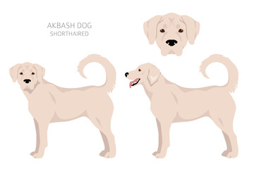 Akbash dog shorthaired clipart. Different poses, coat colors set