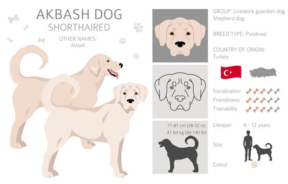 Akbash dog shorthaired clipart. Different poses, coat colors set.