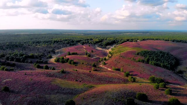 Posbank national park Veluwezoom, blooming Heather fields during Sunrise at the Veluwe in the Netherlands, purple hills of the Posbank Netherlands
