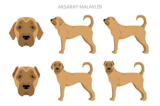 Aksaray Malaklisi clipart. Different poses, coat colors set