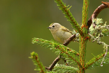 Obraz premium Goldcrest (Regulus regulus) searching for food in the forest.