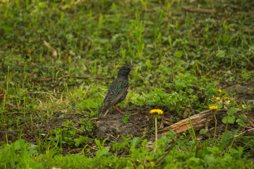 bird