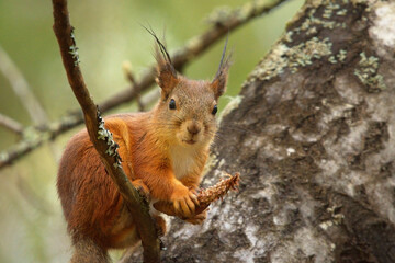 Red squirrel (Sciurus vulgaris) feeding on a spruce cone in spring. - obrazy, fototapety, plakaty