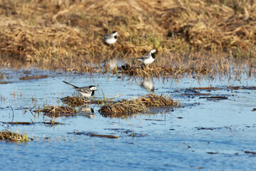 Group of White wagtails walking in wetland during a beautiful spring evening	