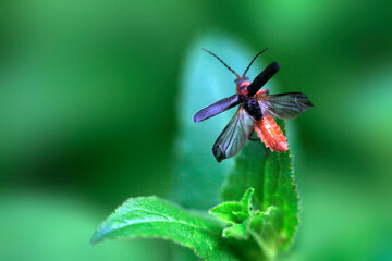 Cute bug on green grass