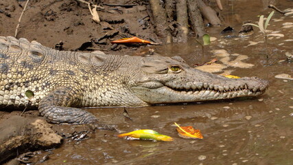 Close up of an American crocodile (Crocodylus acutus) in the Tamarindo Wildlife Refuge, Tamarindo,...