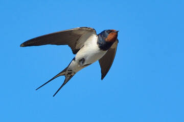 Barn swallow (Hirundo rustica) flying in the summer.