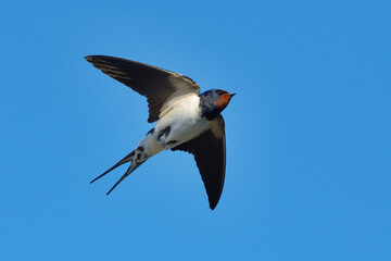 Barn swallow (Hirundo rustica) flying in the summer.