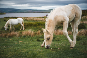 Fototapeta premium Wild Horses at Keepers Pond in Blaenavon, Brecon Beacons, South Wales