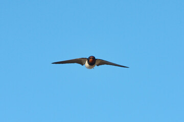 Barn swallow (Hirundo rustica) flying in the summer.
